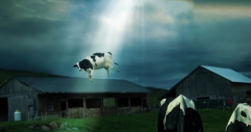 File:What-do-space-aliens-want-with-our-cows.jpg